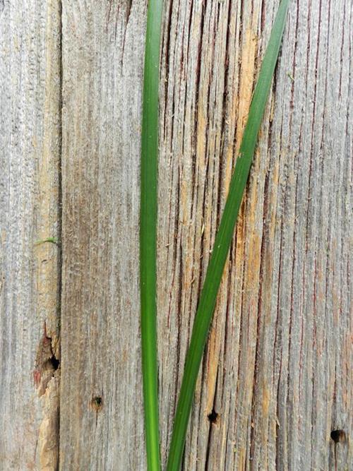 LILY GRASS   GREENS